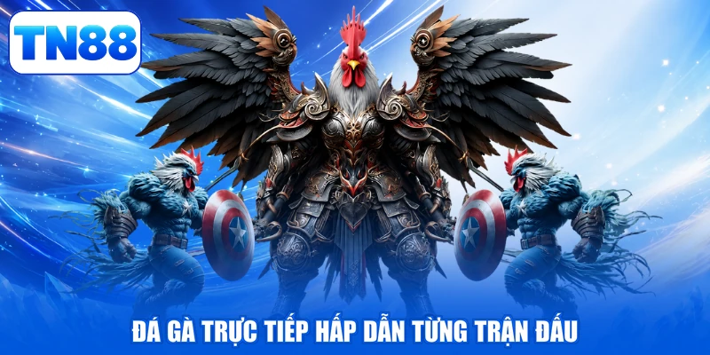 Đá Gà Trực Tiếp - Đấu Trường Rực Lửa, Đẳng Cấp Thăng Hoa 2 Đá gà trực tiếp hấp dẫn từng trận đấu